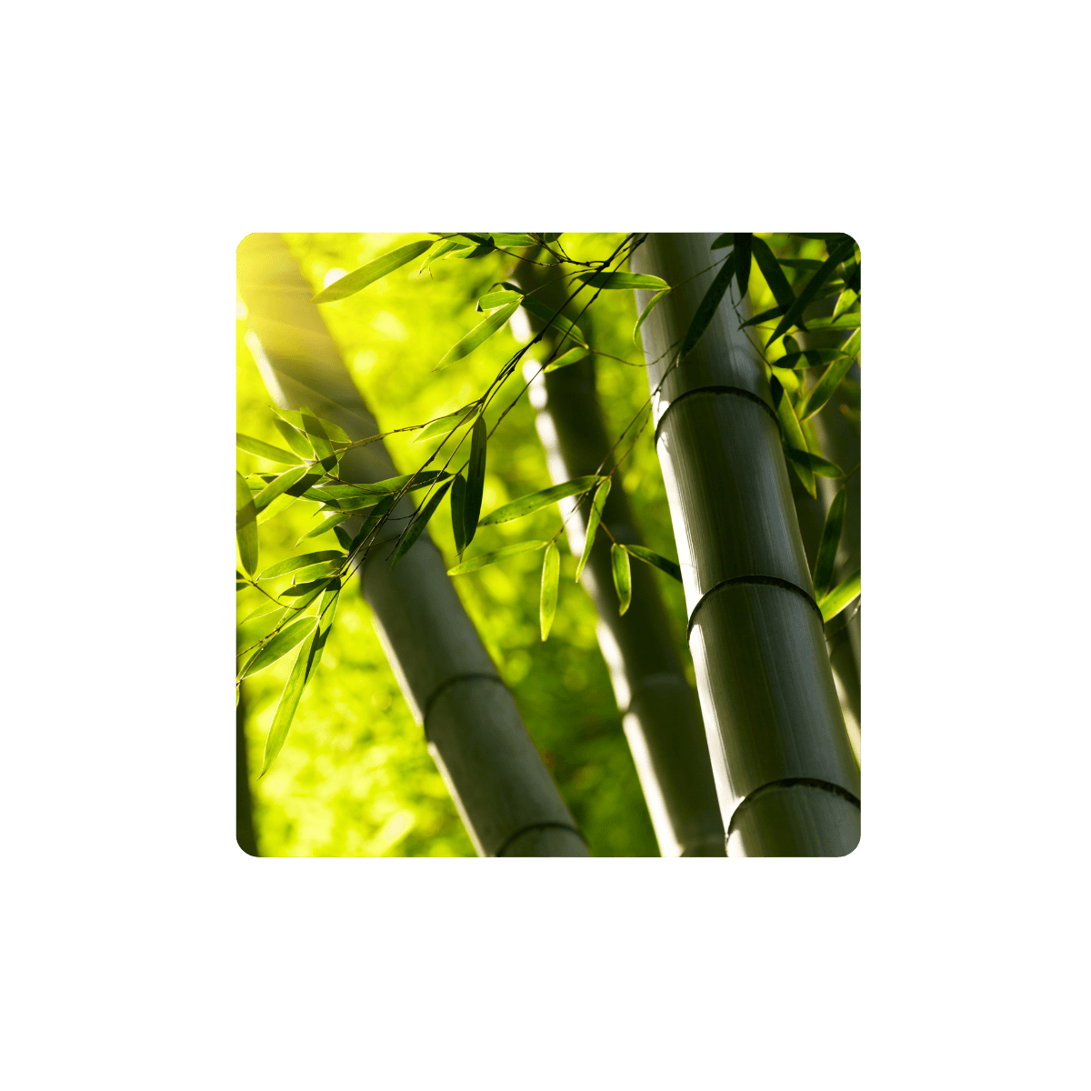 Is bamboo really more sustainable? Our honest answer
