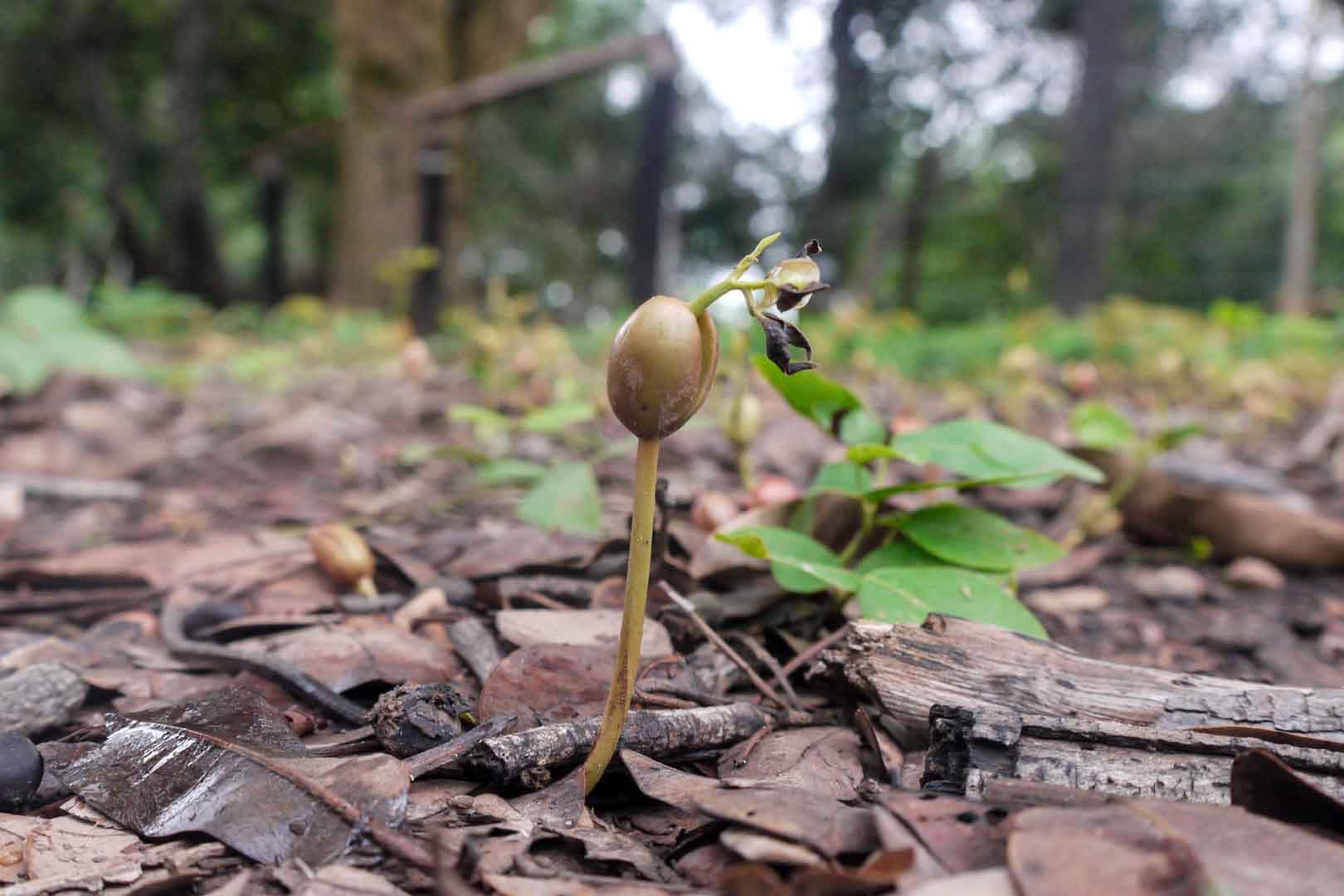 Why We Support Reforestation