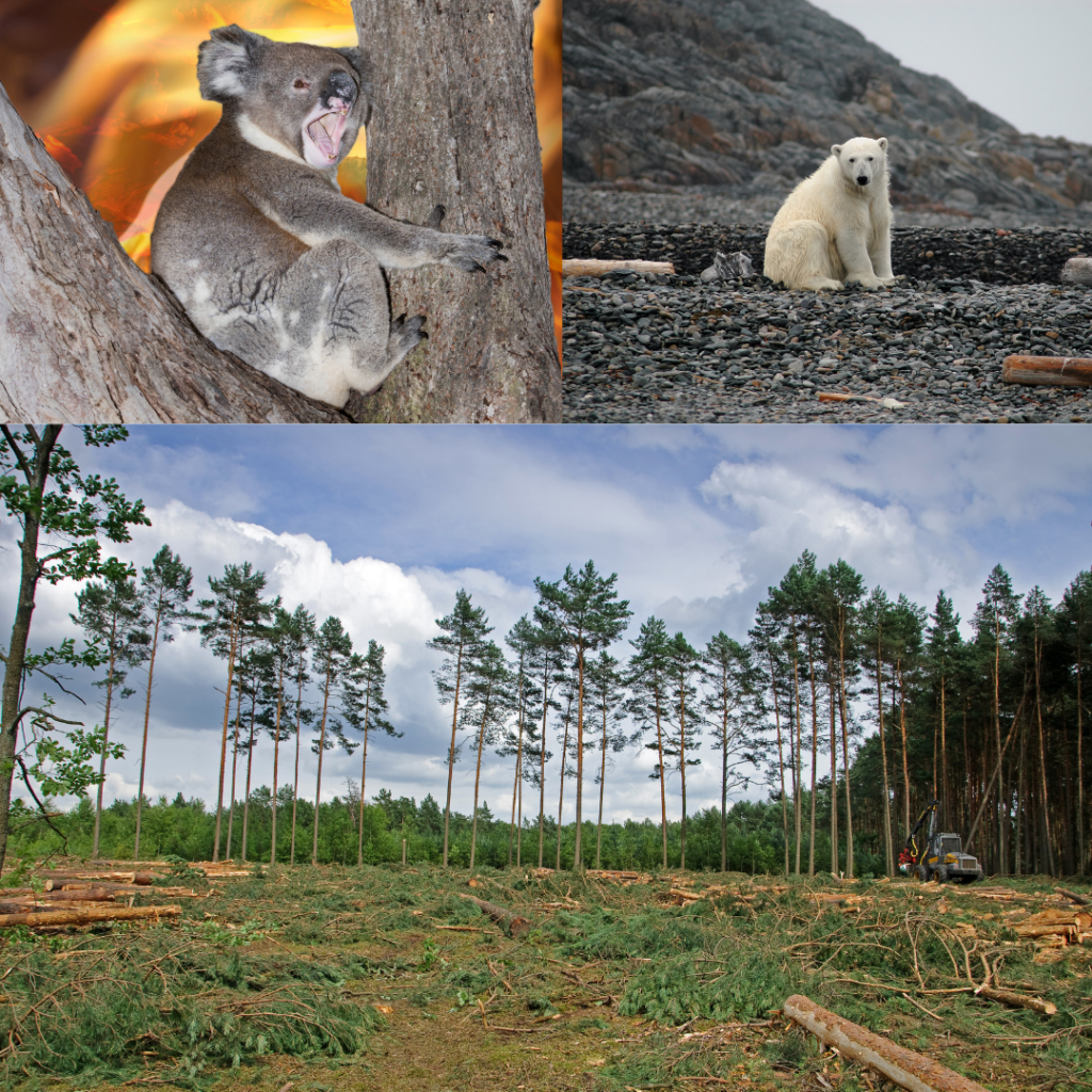 Gevolgen van opwarming aarde & bossen kappen 
